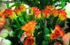 xrysanthemo1-09.jpg
